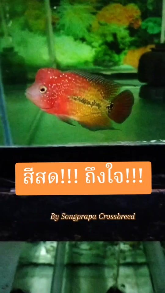 TikTok video thumbnail by patcha89.88