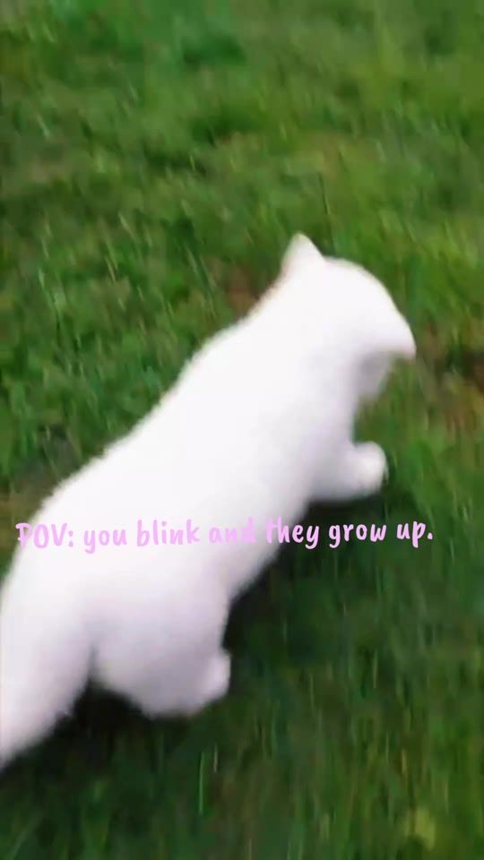 TikTok video thumbnail by marissaavril