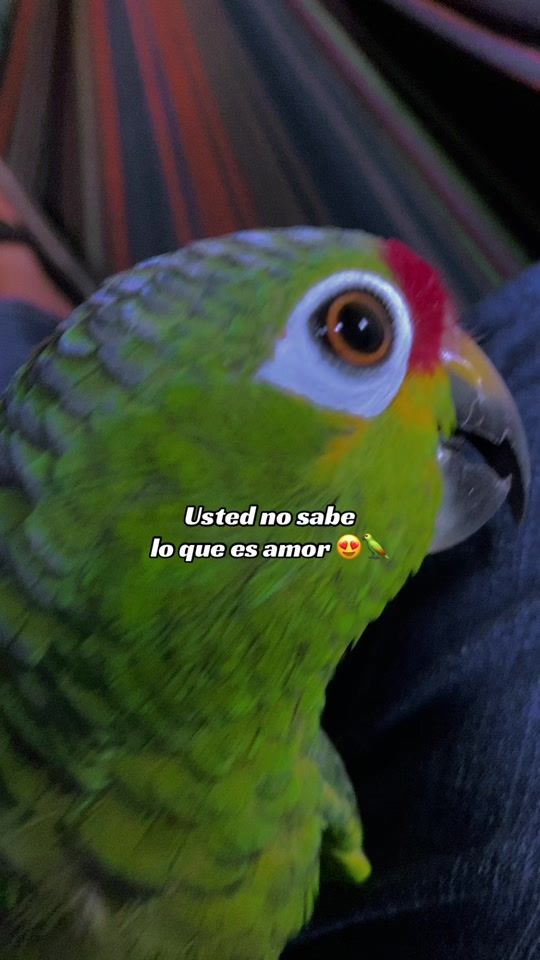 TikTok video thumbnail by monterrosa460
