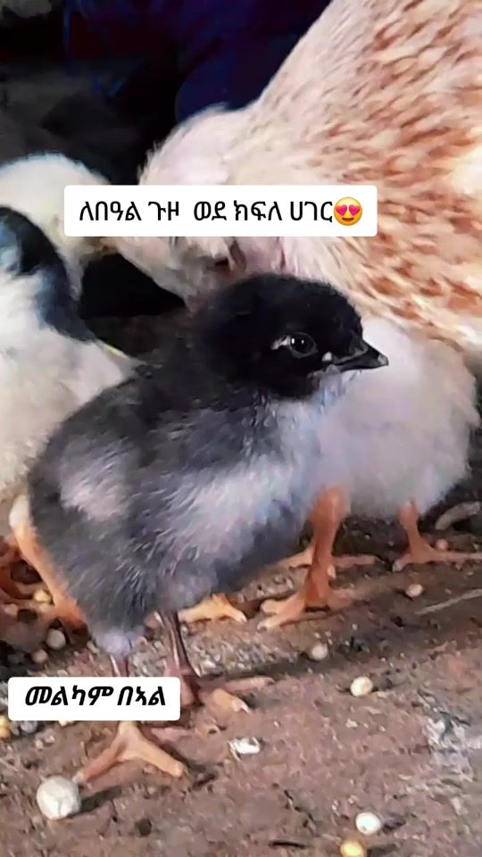 TikTok video thumbnail by ambashaw_tv