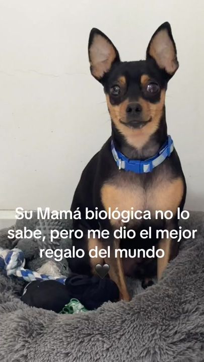 TikTok video thumbnail by soymaxjunior