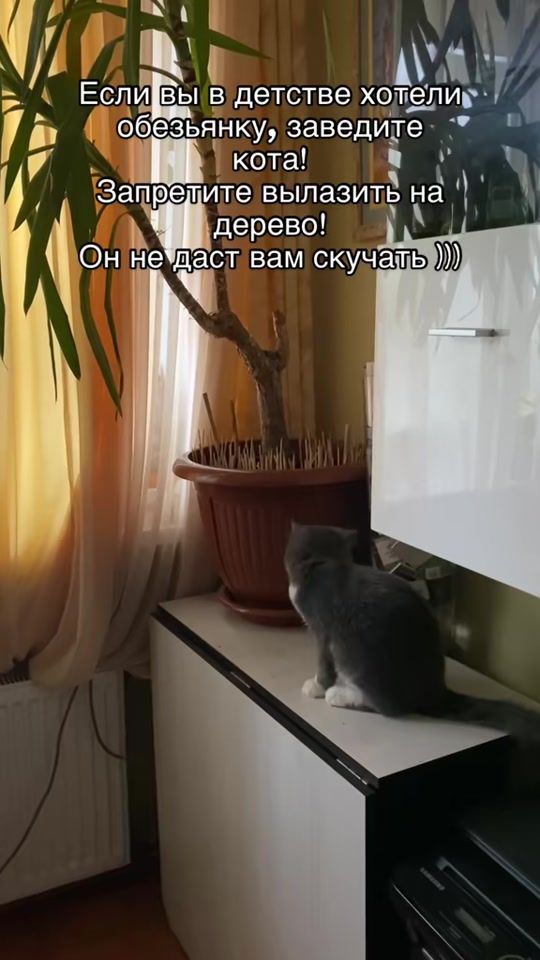 TikTok video thumbnail by mitiai_s