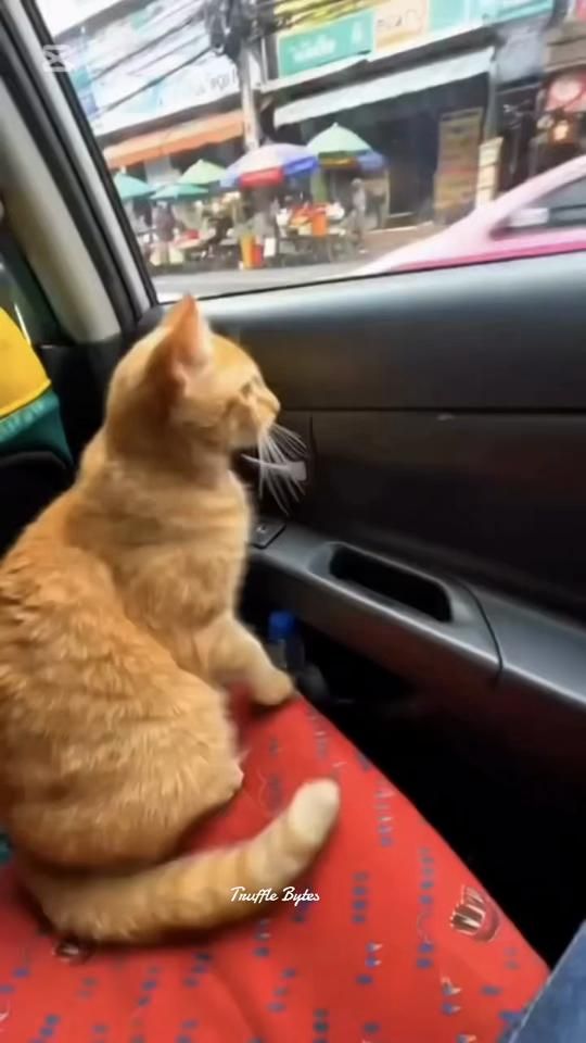 TikTok video thumbnail by truffle_bytes