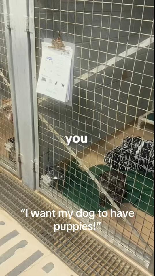 TikTok video thumbnail by behindthekennels