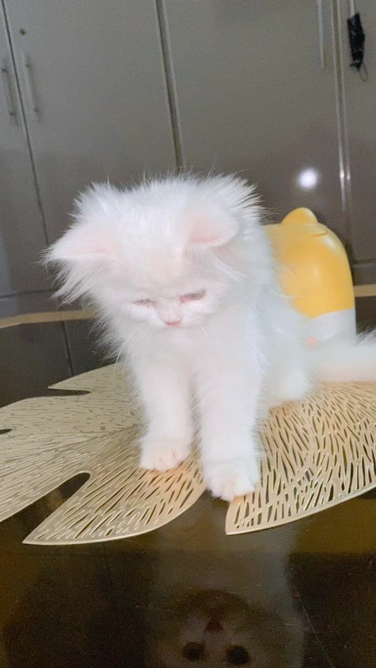 TikTok video thumbnail by heaven_cattery