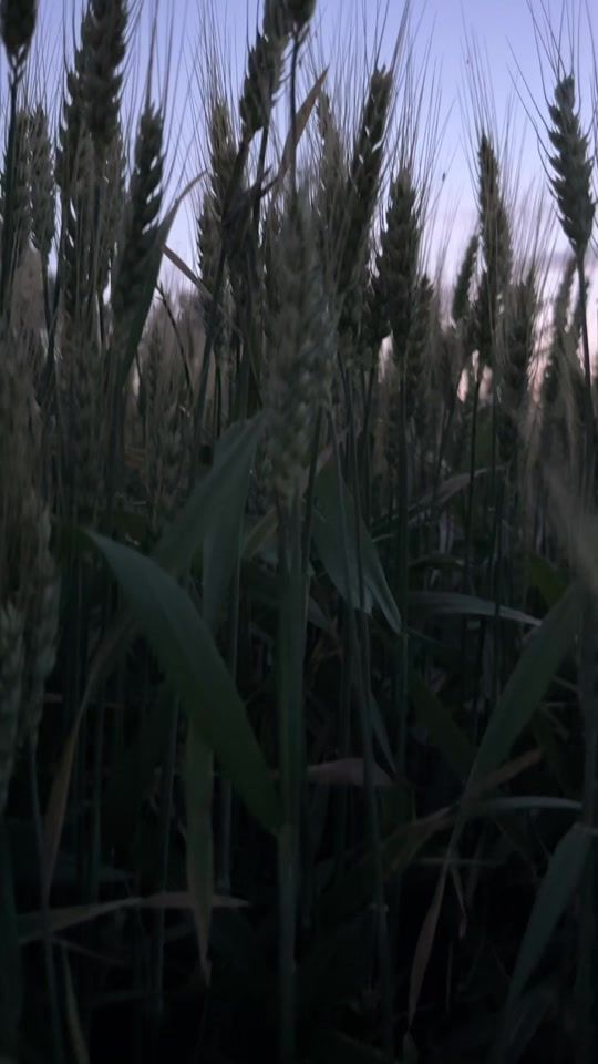 TikTok video thumbnail by gt_12_4