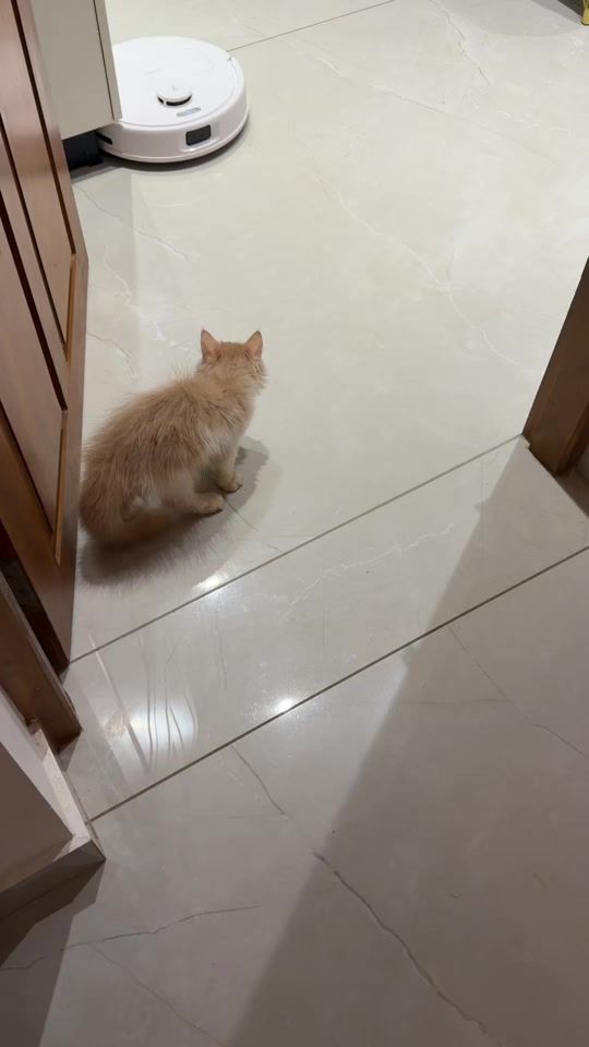 TikTok video thumbnail by _sruthi_thampi