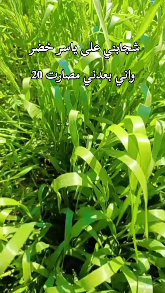 TikTok video thumbnail by mmmhhh_m