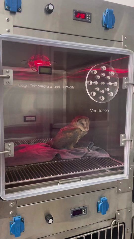 TikTok video thumbnail by tan_parrot