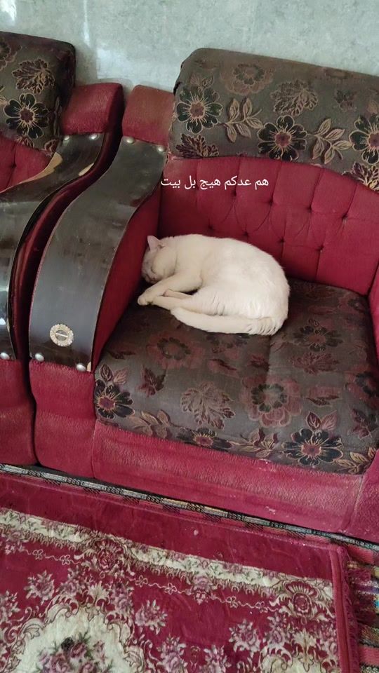 TikTok video thumbnail by user3ijd5gu3hp