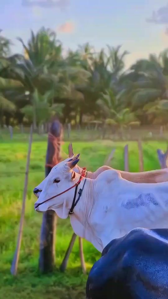 TikTok video thumbnail by mr_manas_03