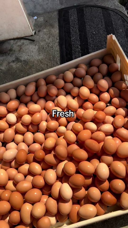 TikTok video thumbnail by kk.farm.fresh.ltd