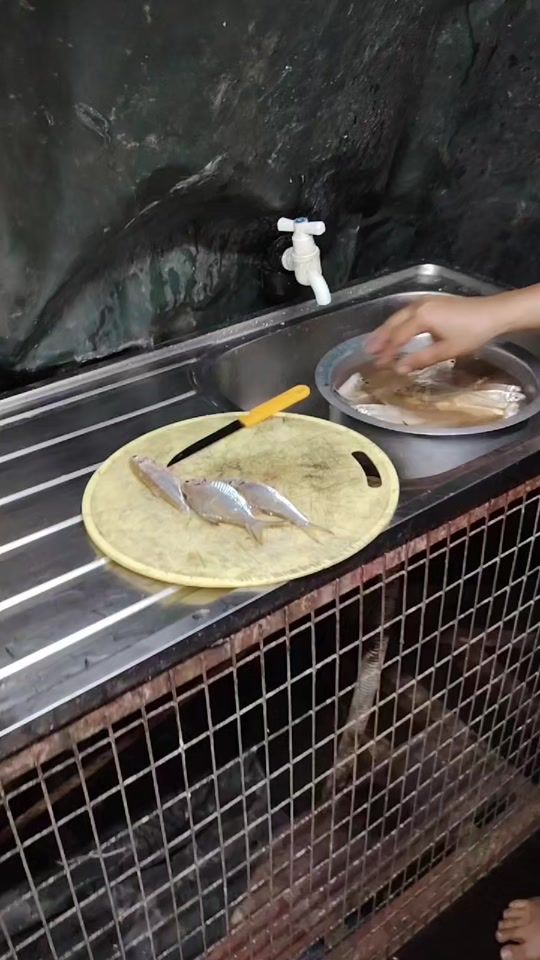 TikTok video thumbnail by duniabadol