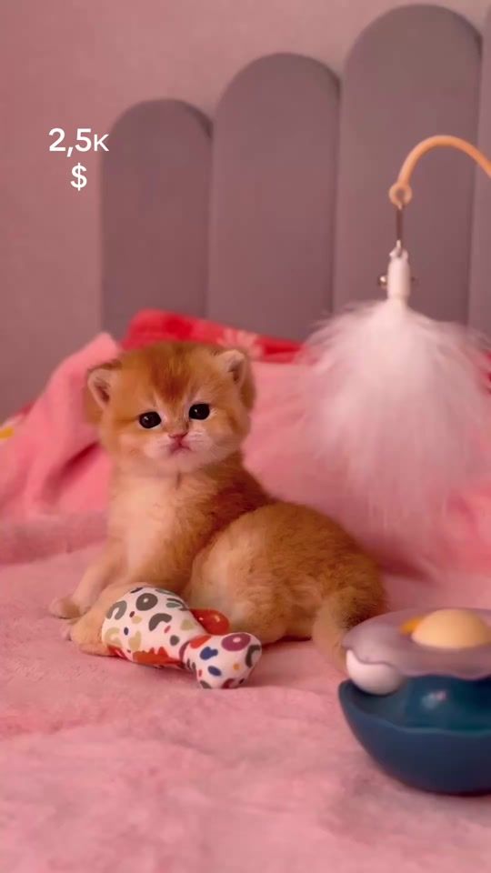 TikTok video thumbnail by the_royal_pet