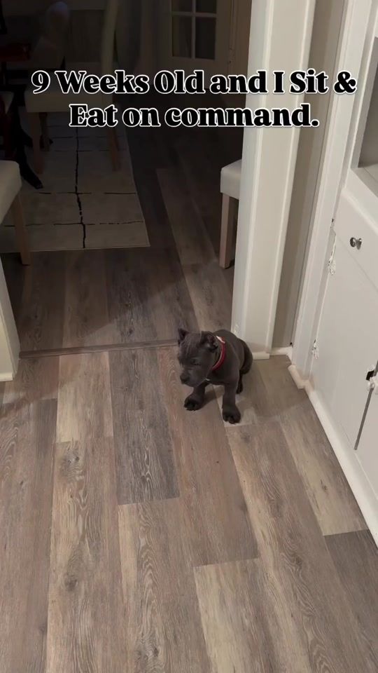 TikTok video thumbnail by cane.blue
