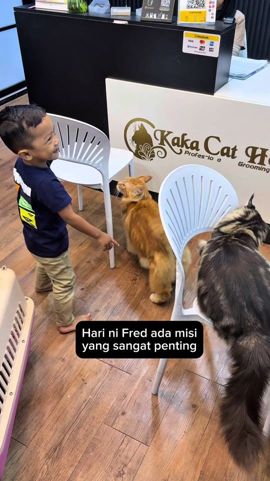 TikTok video thumbnail by kaka.cat.house