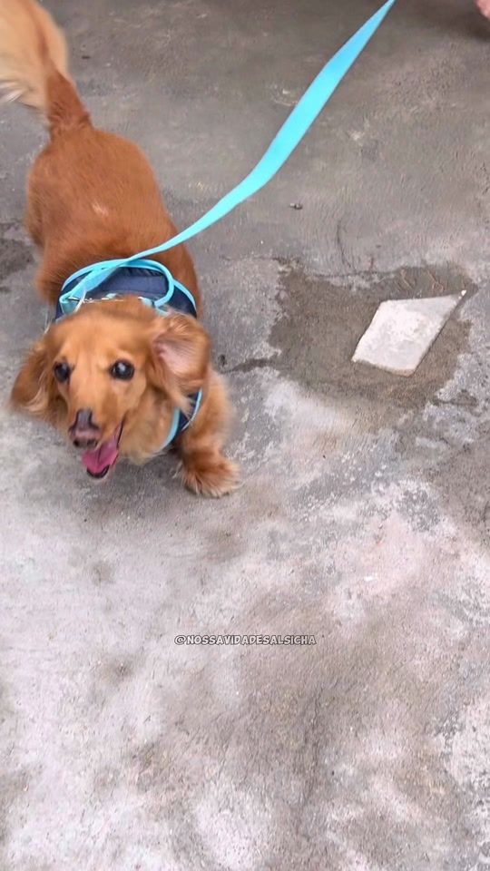 TikTok video thumbnail by nossavidadesalsicha