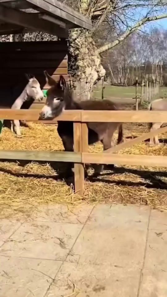 TikTok video thumbnail by animacionbarcelo