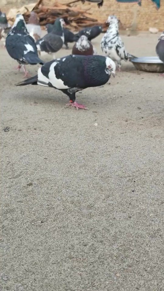 TikTok video thumbnail by amirarif786