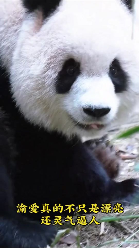 TikTok video thumbnail by henglongng