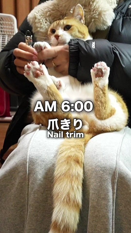 TikTok video thumbnail by chacha_neco