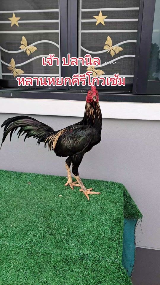 TikTok video thumbnail by kppamadiaykhom