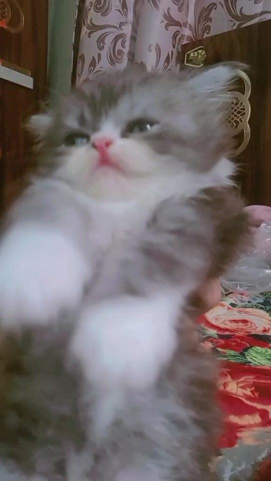 TikTok video thumbnail by _paro94
