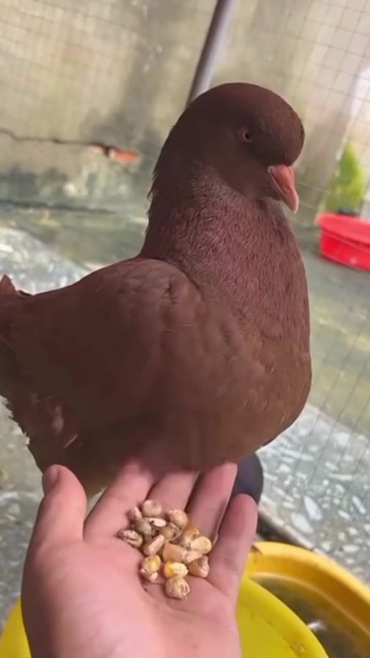 TikTok video thumbnail by jitbiswas243