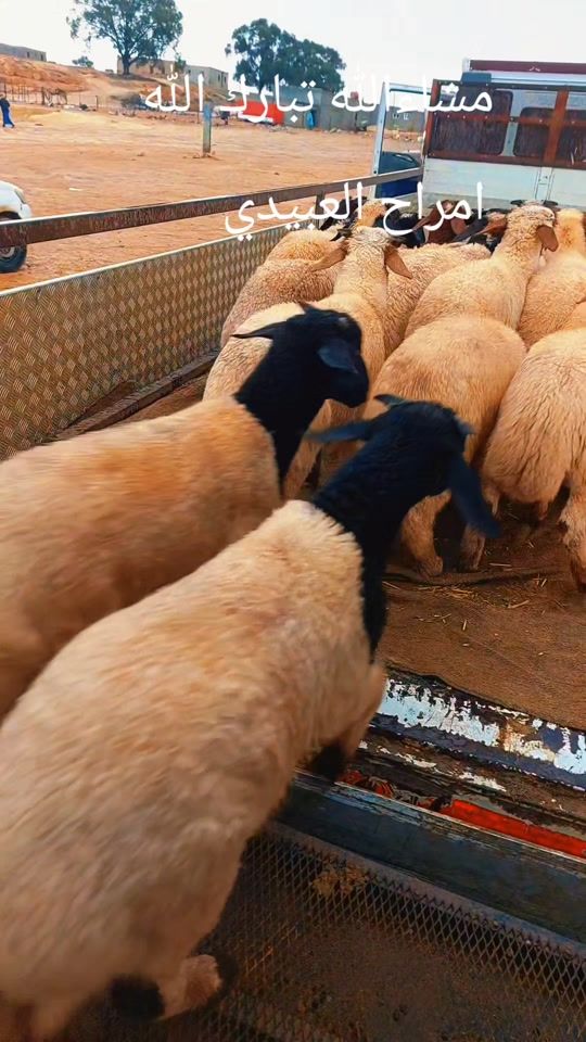 TikTok video thumbnail by user6831355111772