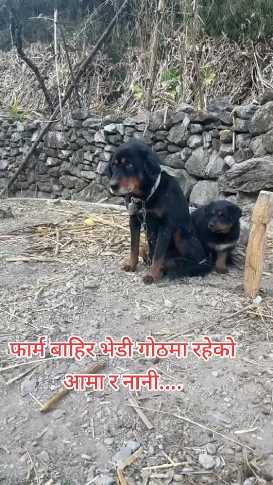 TikTok video thumbnail by bhotekukur1