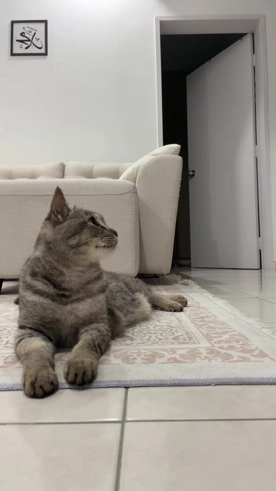 TikTok video thumbnail by kuchisikoceng
