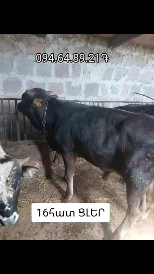 TikTok video thumbnail by 1232__2