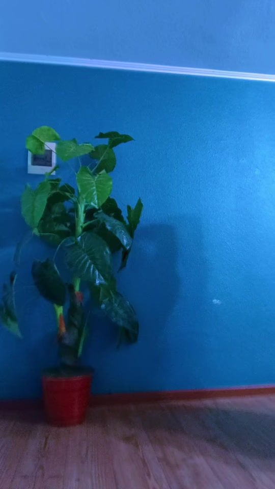 TikTok video thumbnail by nicoleoryan