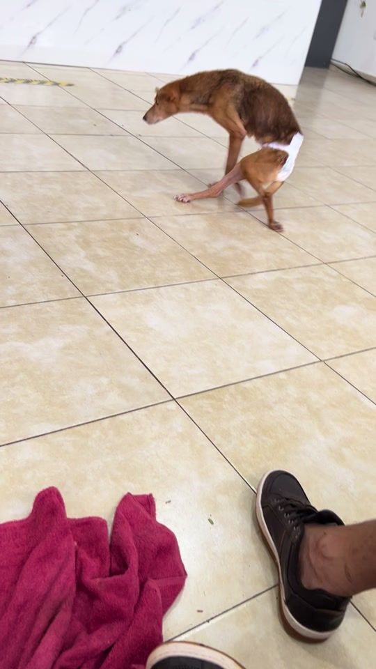 TikTok video thumbnail by discas_posadas