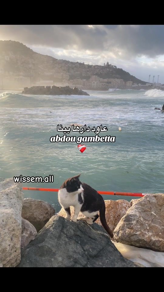 TikTok video thumbnail by wissem.all