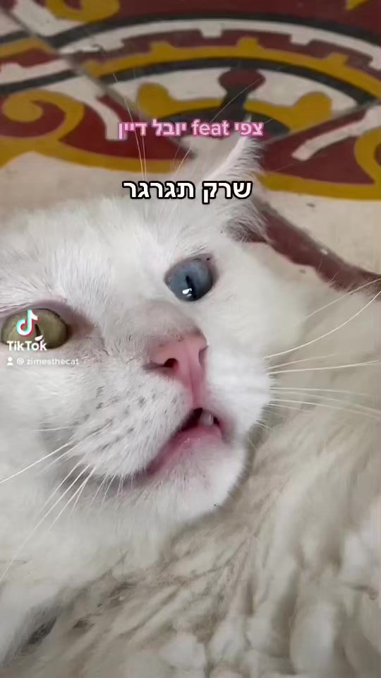 TikTok video thumbnail by zimesthecat