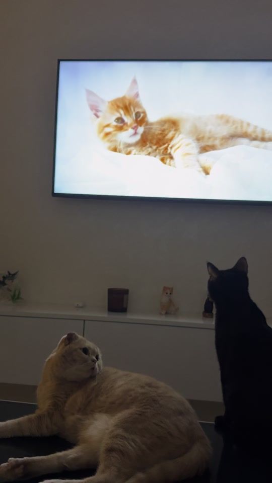 TikTok video thumbnail by shanscat