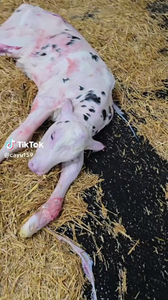 TikTok video thumbnail by shamil.90.01