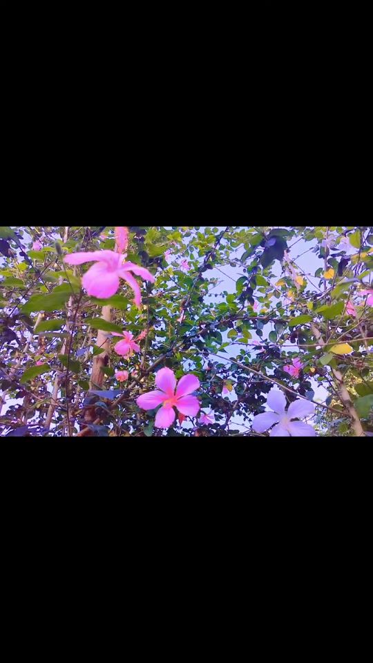 TikTok video thumbnail by bristy.ckb