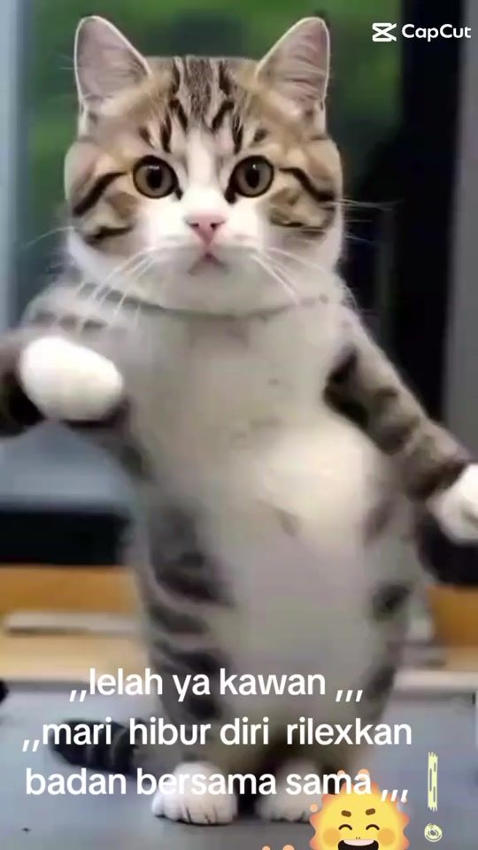 TikTok video thumbnail by fatkhulnihaya