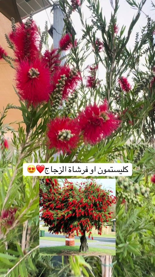 TikTok video thumbnail by jawdat_t