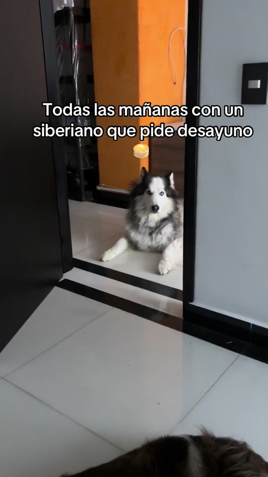 TikTok video thumbnail by zeusvarelag