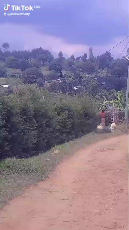 TikTok video thumbnail by asimwecharty