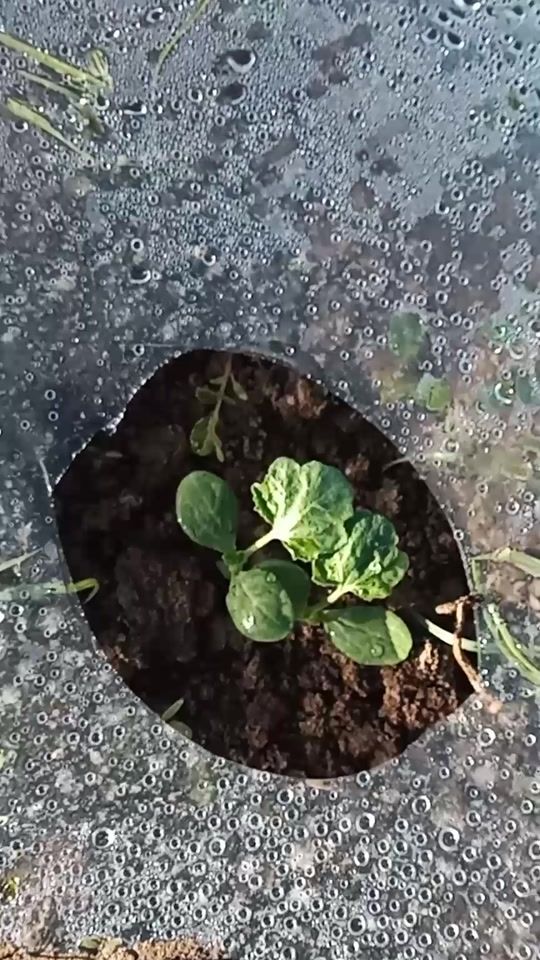 TikTok video thumbnail by kent_tesarfat