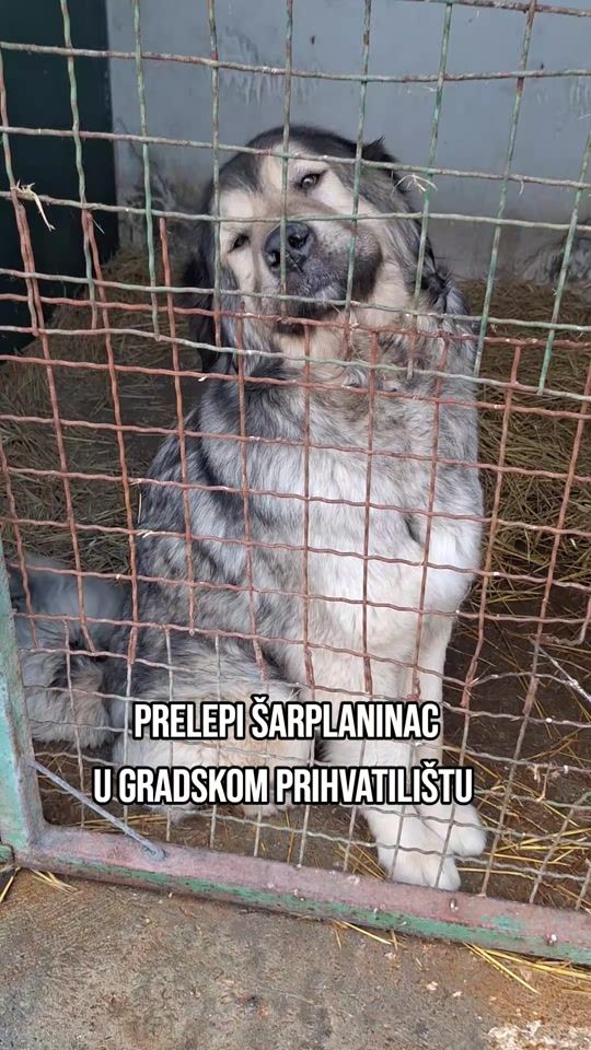 TikTok video thumbnail by j_animalfriends