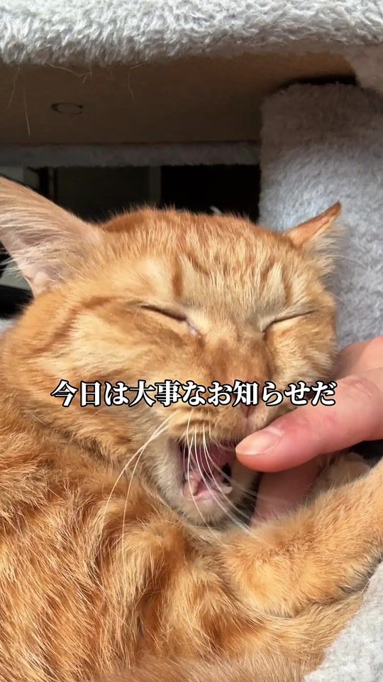 TikTok video thumbnail by tsuna_cat