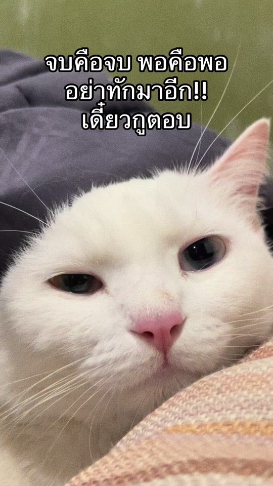 TikTok video thumbnail by meaow_maria