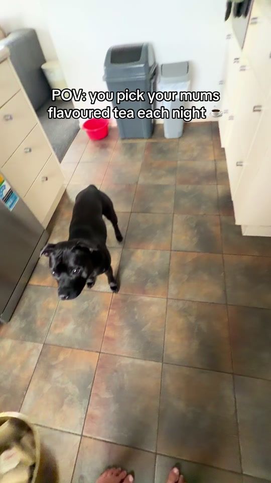 TikTok video thumbnail by thestaffyreggie