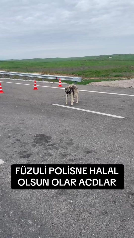 TikTok video thumbnail by cesur1979