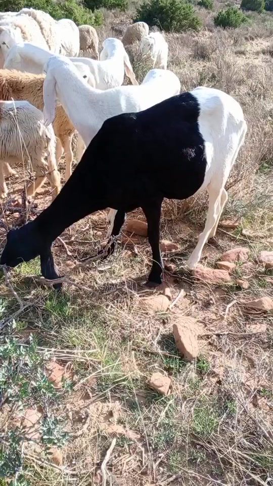 TikTok video thumbnail by ayoubjunimar